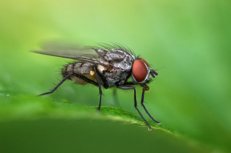 Летчица фото превью