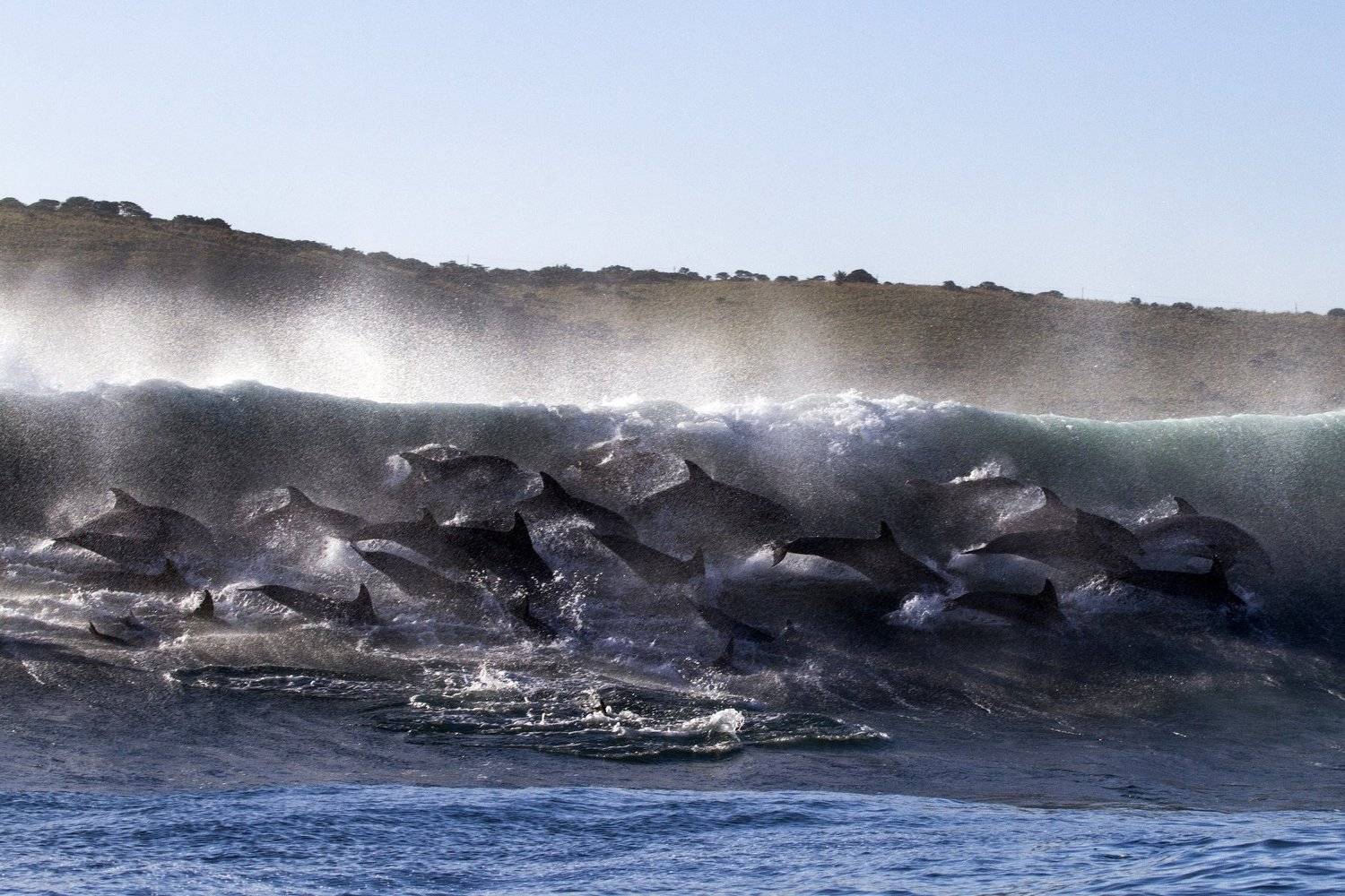 Гонка Сардин, Дельфины, Mike Korostelev