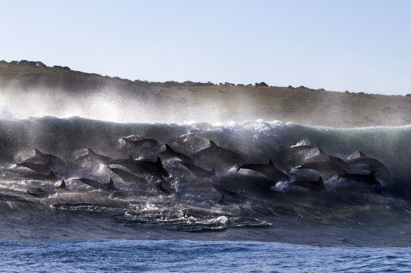 Гонка Сардин, Дельфины Гонка Сардин фото превью