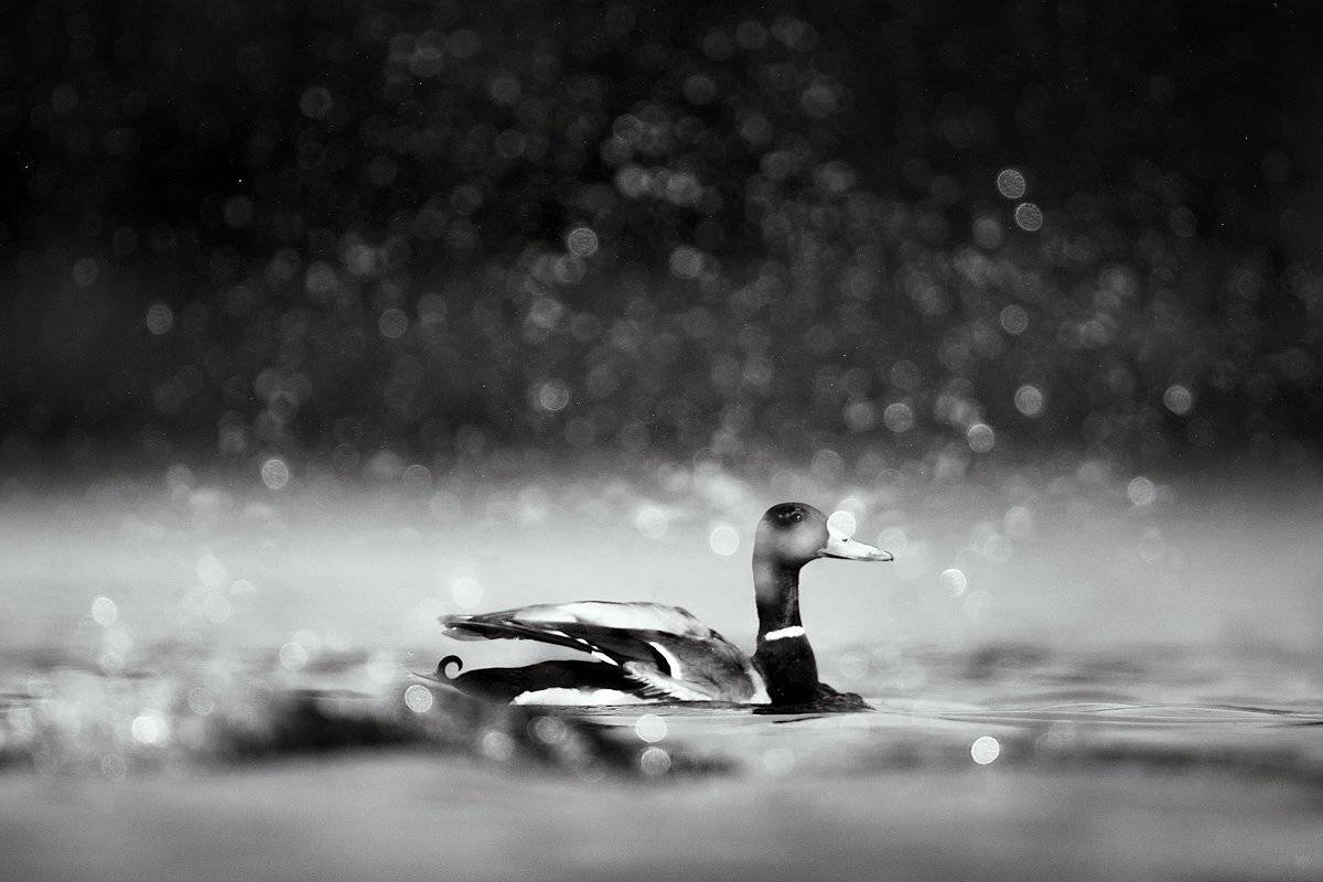 monochrome, duck, bird, wildlife, Wojciech Grzanka