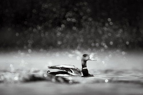 Monochrome duck