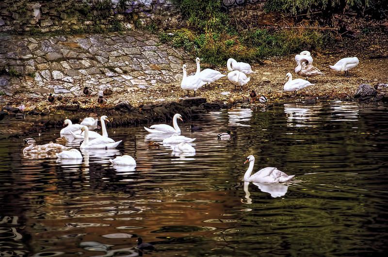 Здание, Кафе, Лебеди, Памятник, Прага, Река Пражские зарисовки фото превью