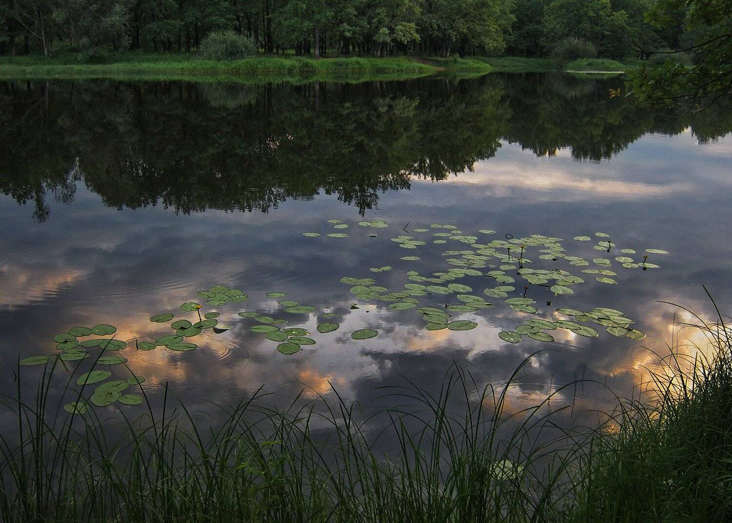 тихий вечер, июль, заводь, отражение, кубышки, берег, травы, Irina Shapronova