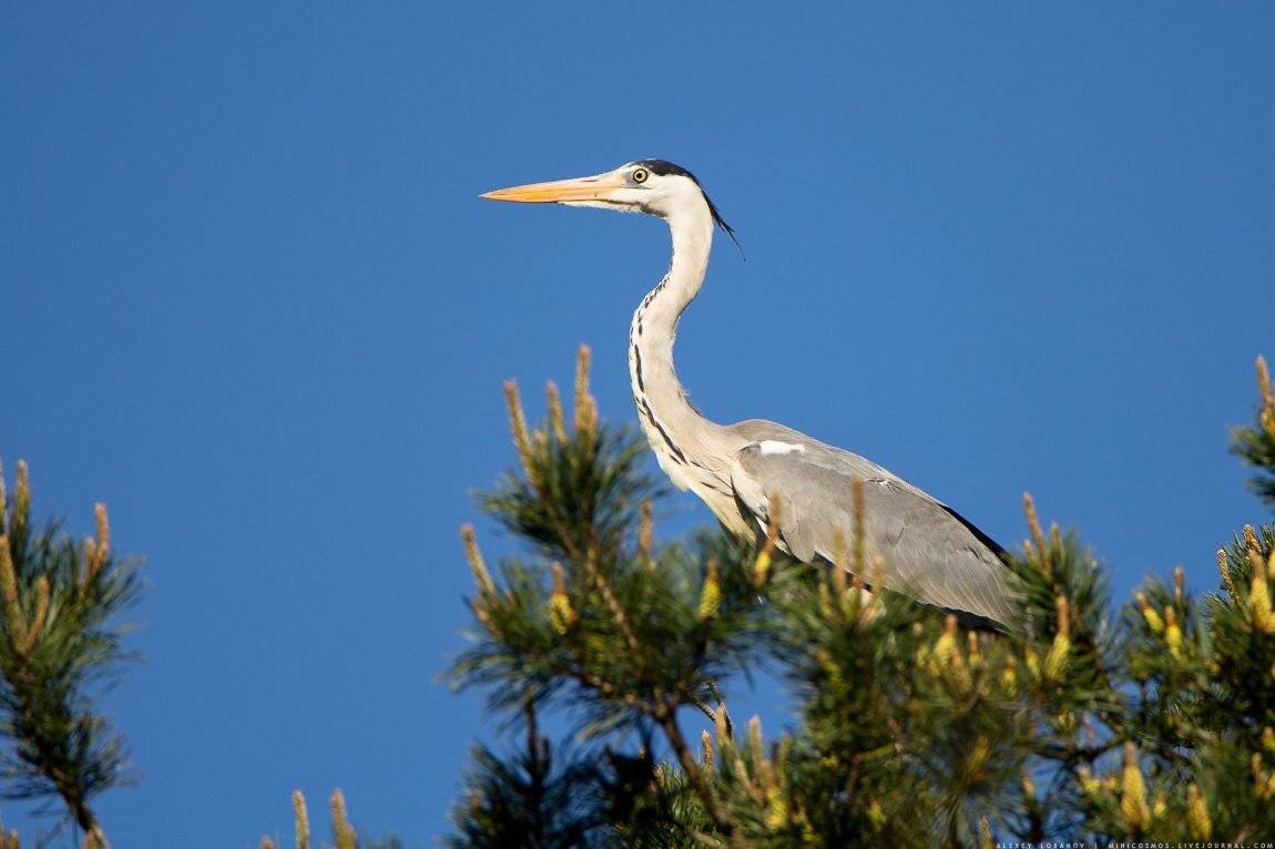 Серая цапля, Алексей Лобанов