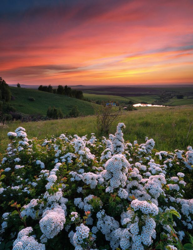 Спирея фото превью