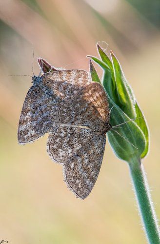 Scopula immorata