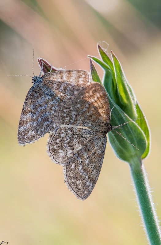 Butterfly, Insect, Macro, Makro, Nature, Wildlife Scopula immorata фото превью