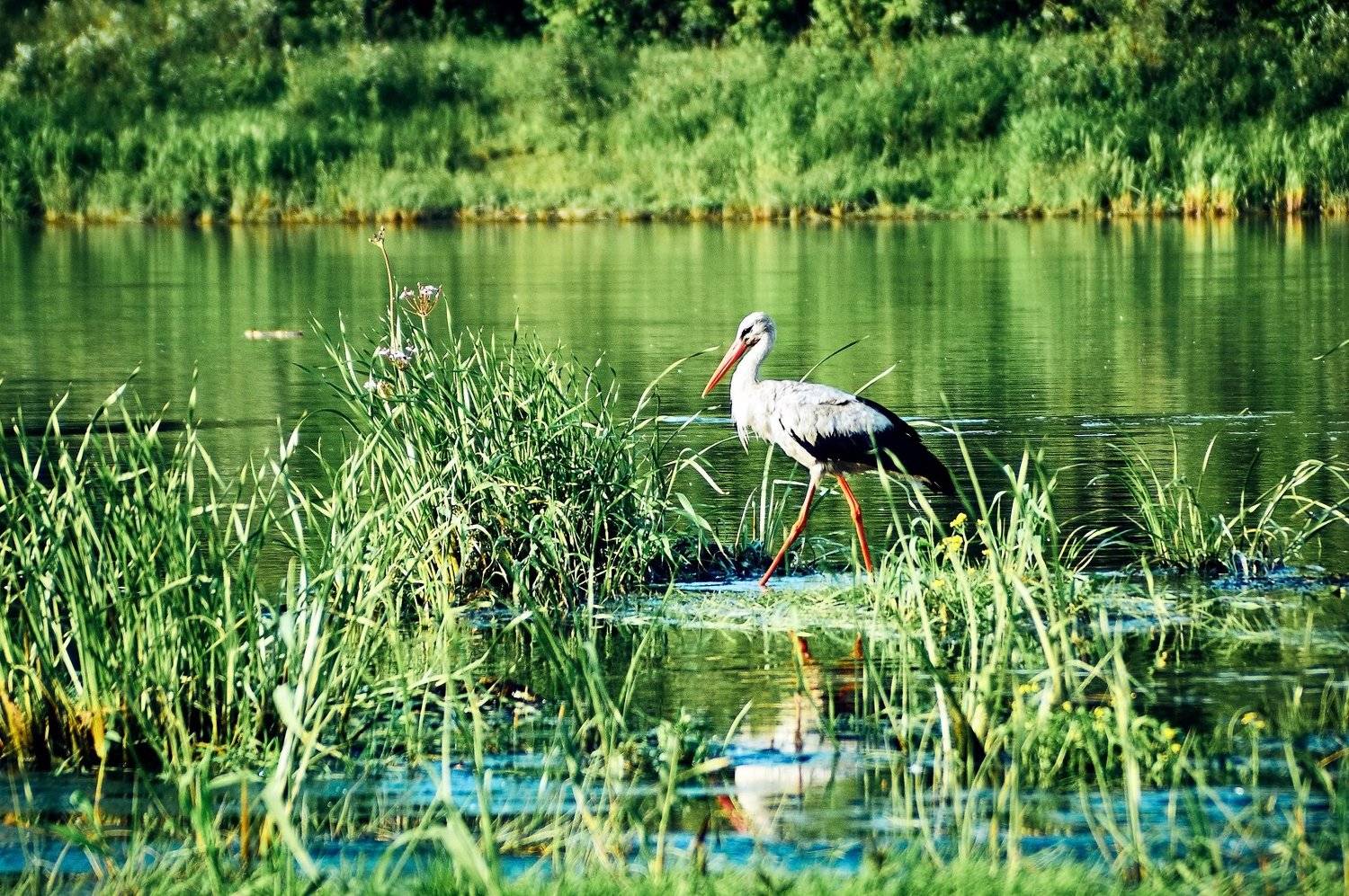 , Медведев Александр