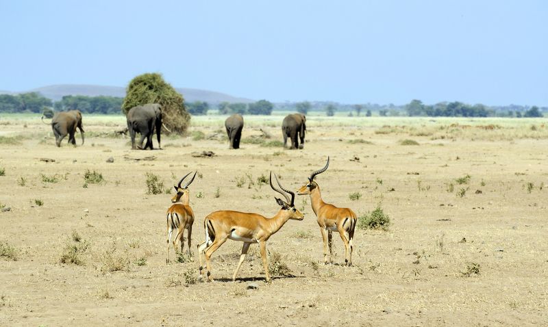 *** фото превью