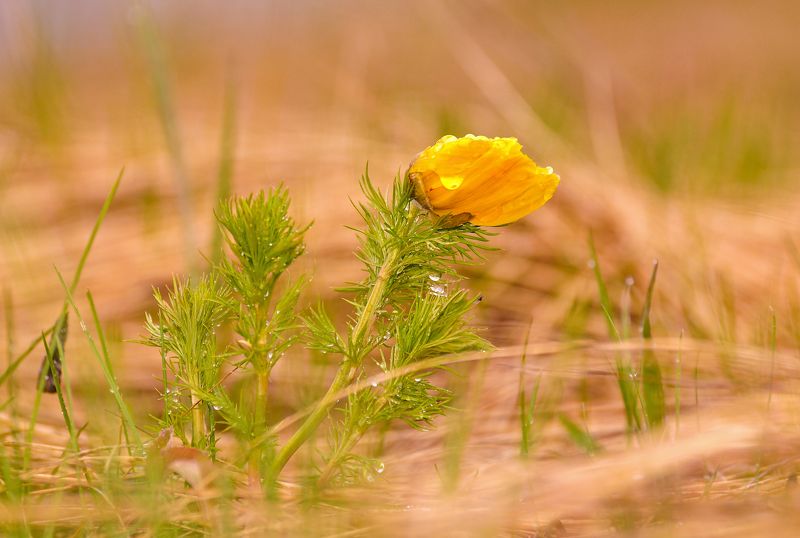 макро, адонис, весна, май, природа, цветок, цветы, дождь,первоцвет, май, россия, татарстан, Адонис фото превью
