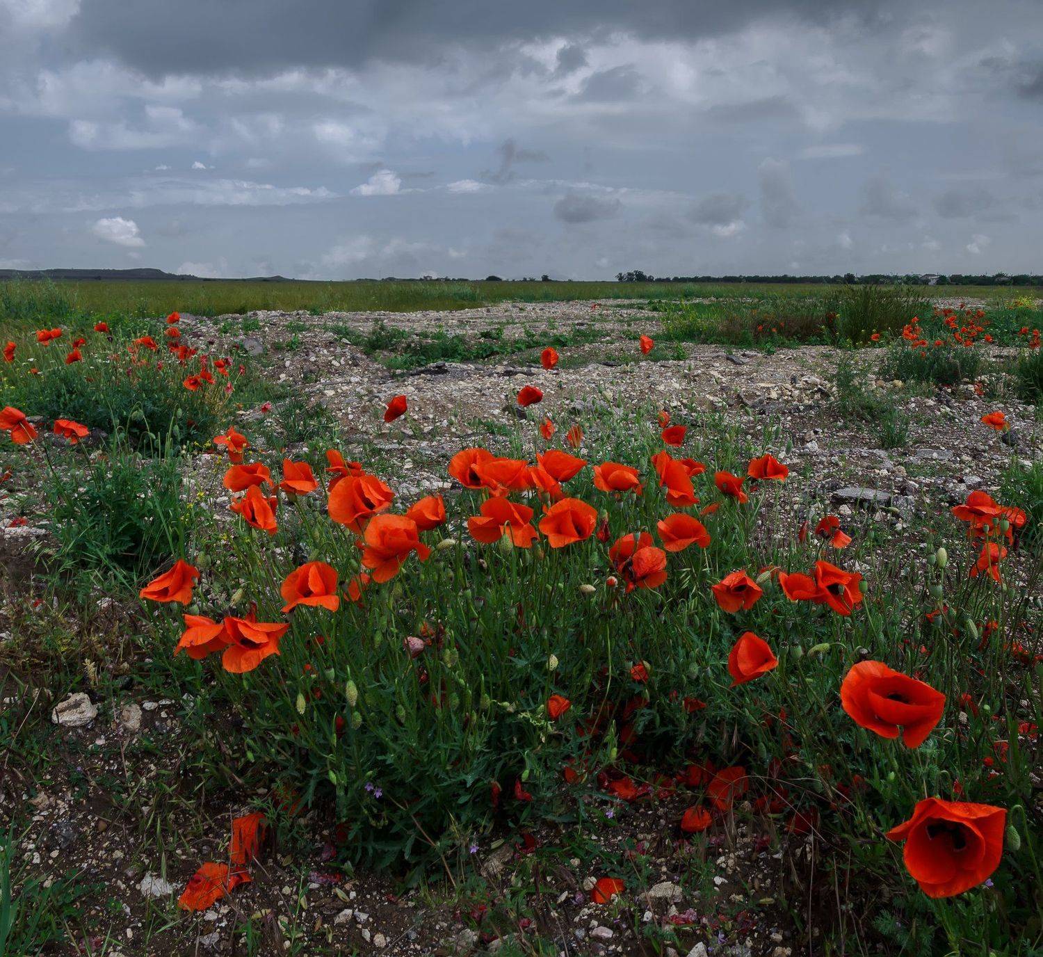 , Анатолий Щербак