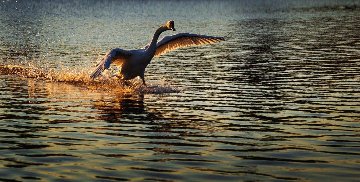 , Синкальський Тарас