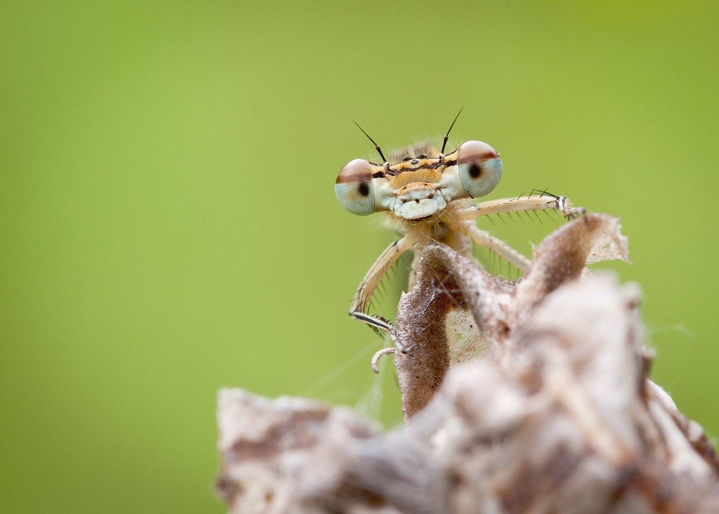 , Андрей Канышев