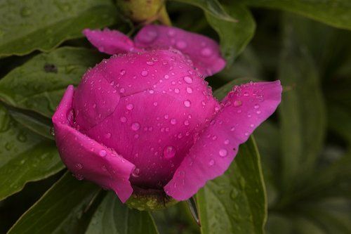 Летний дождь