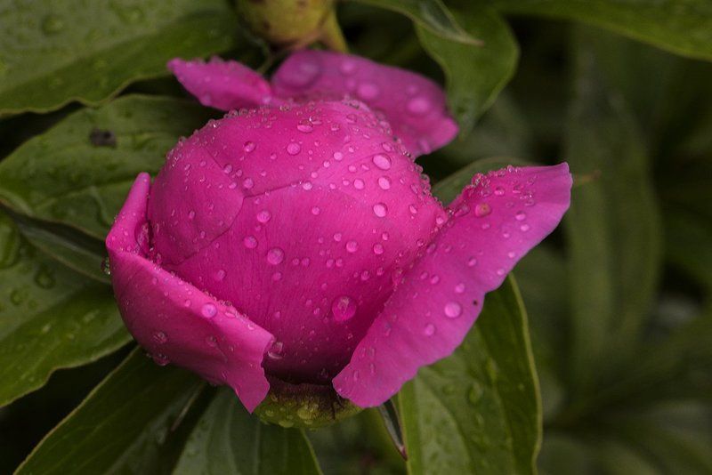 Дождь, Лето, Пионы, Цветы Летний дождь фото превью