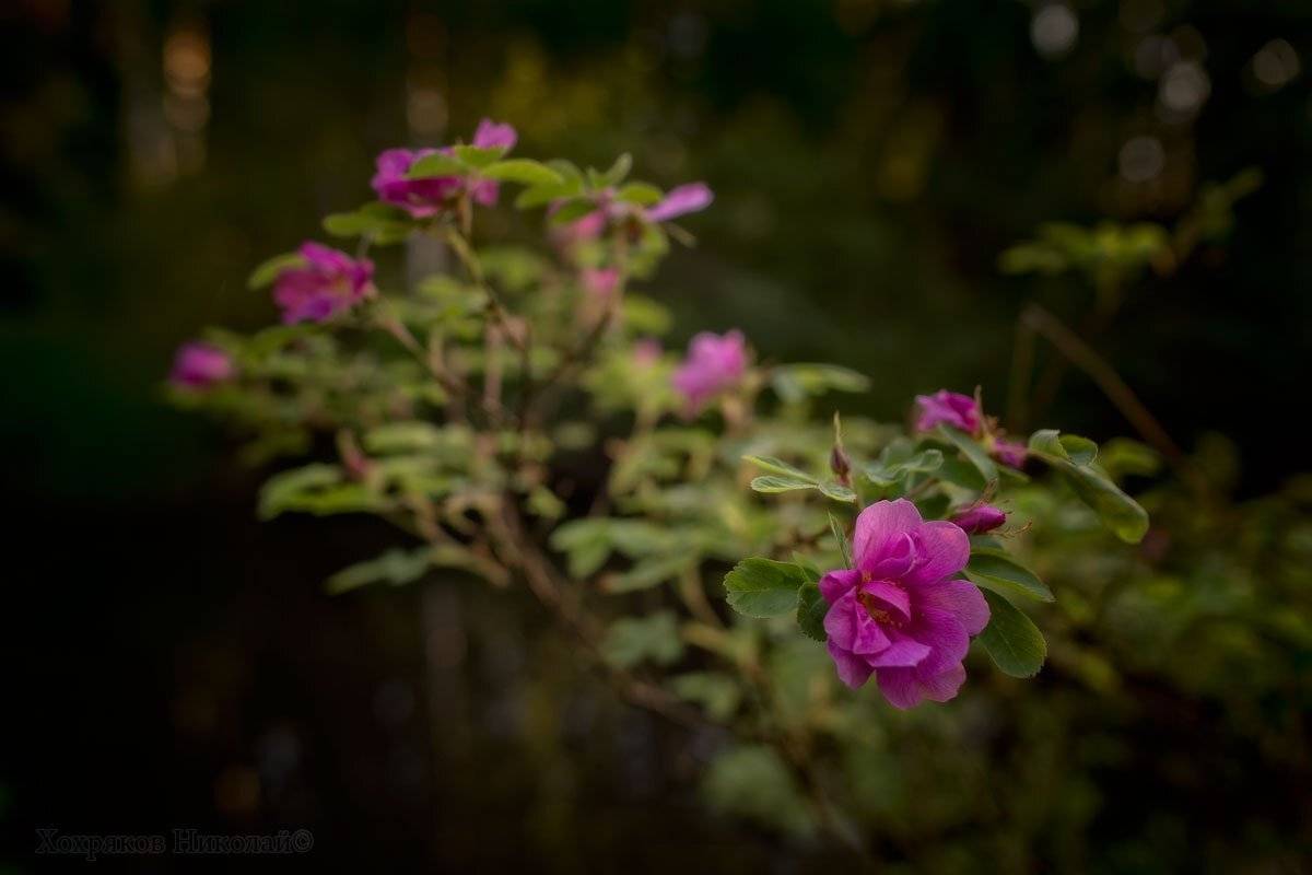 , Хохряков Николай