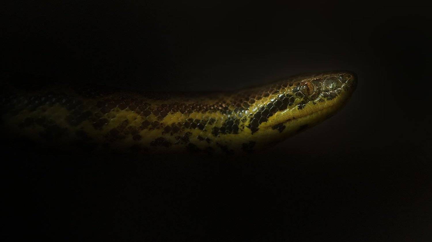 , Роман Рысь