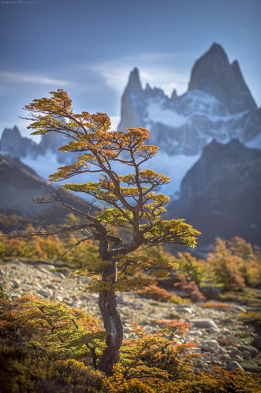 патагония Патагонское дерево фото превью
