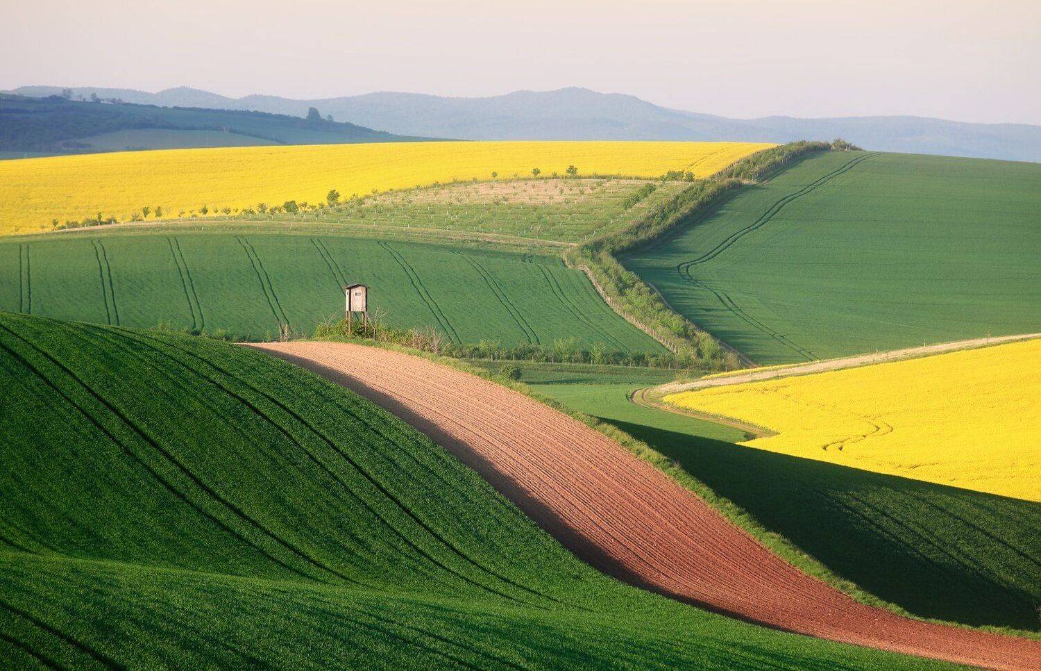 моравия, чехия, вечер, весна, май, поле, рапс, Евгений Матюшенков