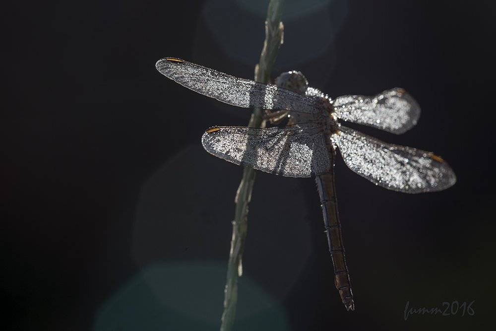 , Игорь ФУММ