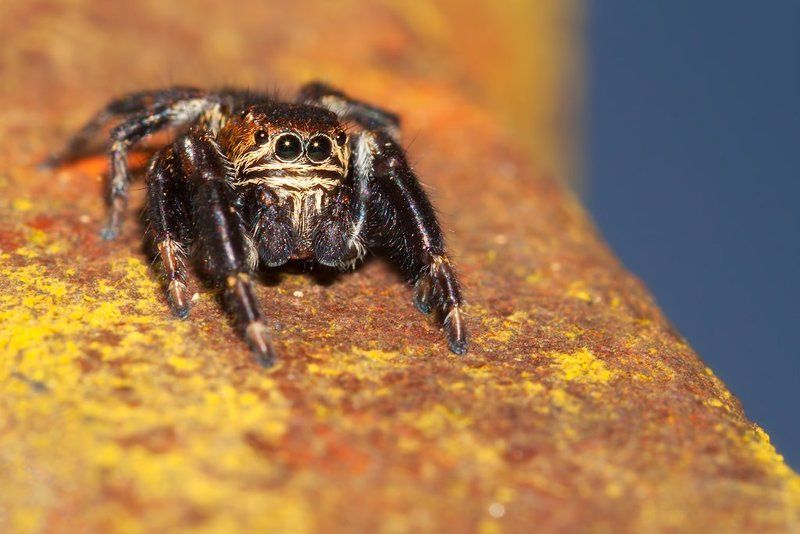 spide ... фото превью