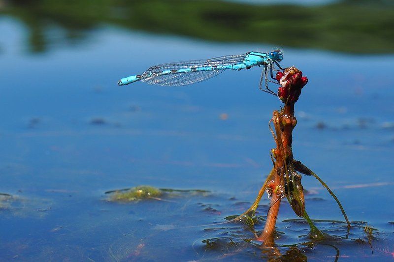 из жизни стрекоз фото превью