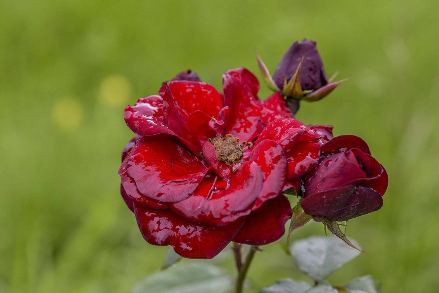 Лето, Летодождь, Природа, Розы, Цветы, Svetlana Tkachenko