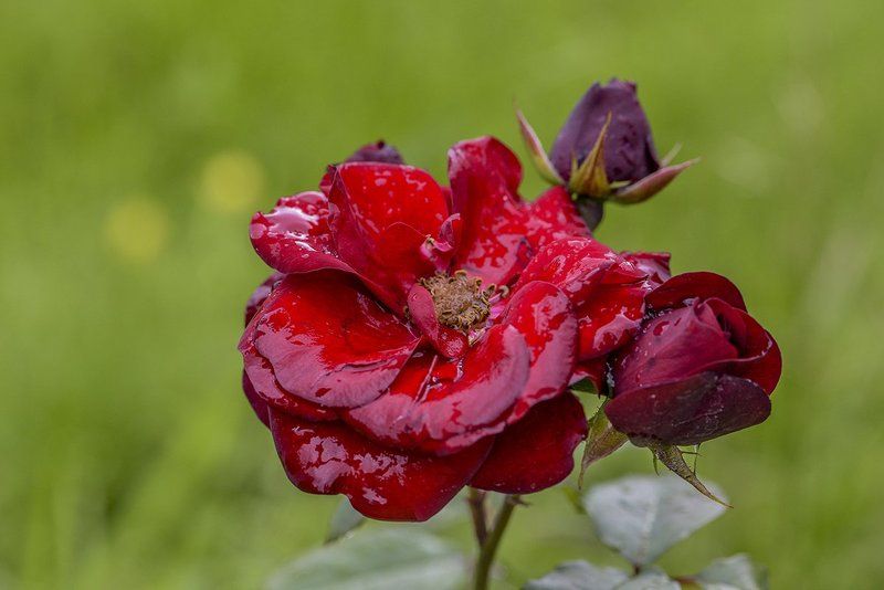 Лето, Летодождь, Природа, Розы, Цветы  фото превью