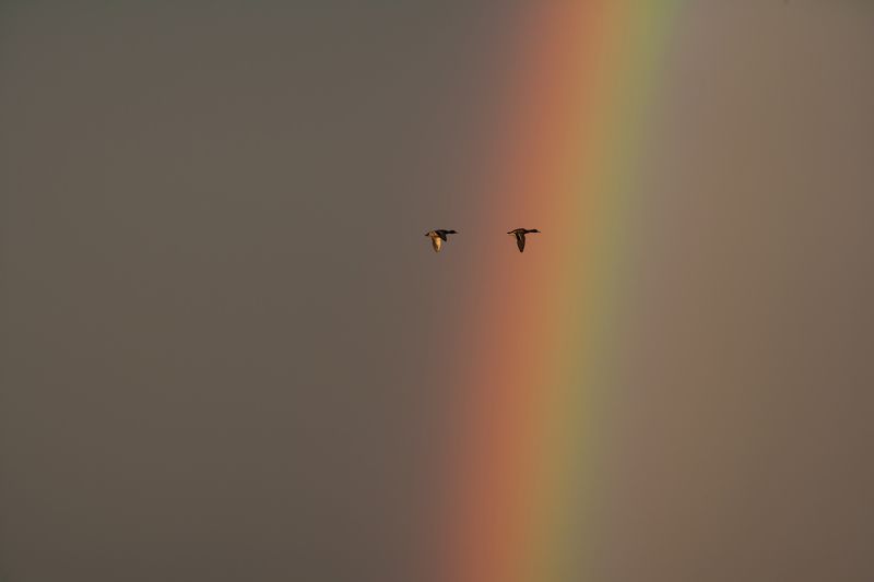 радуга, утки, вечер Если в небе светит радуга, закончен дождь фото превью