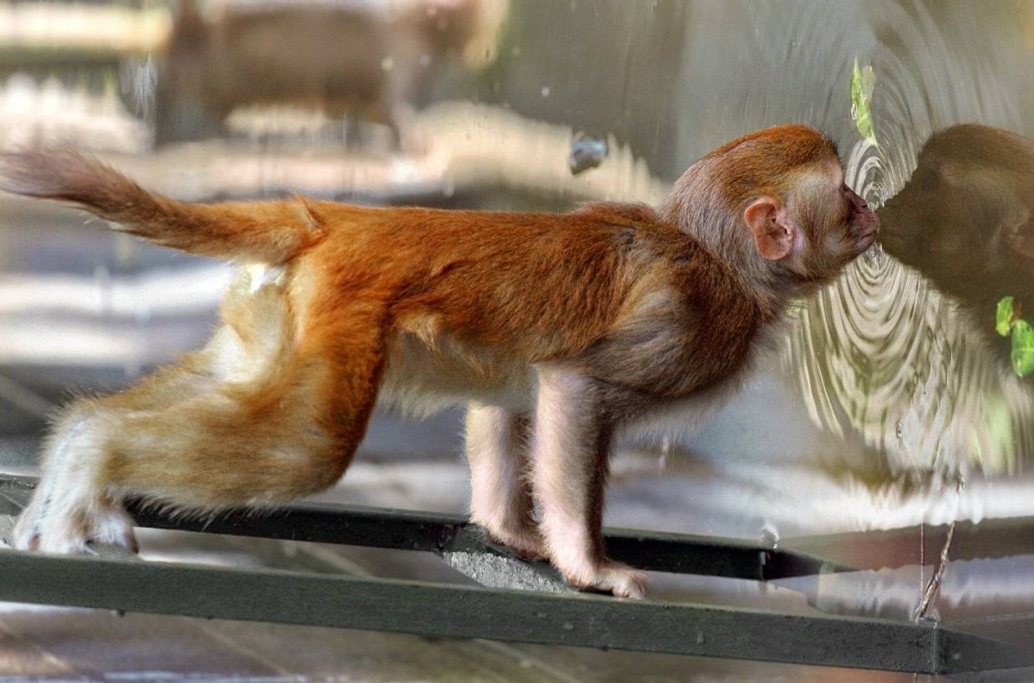 , Родислав Дрибен