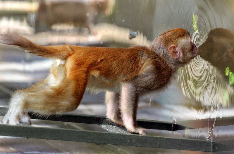 Kiss :) фото превью