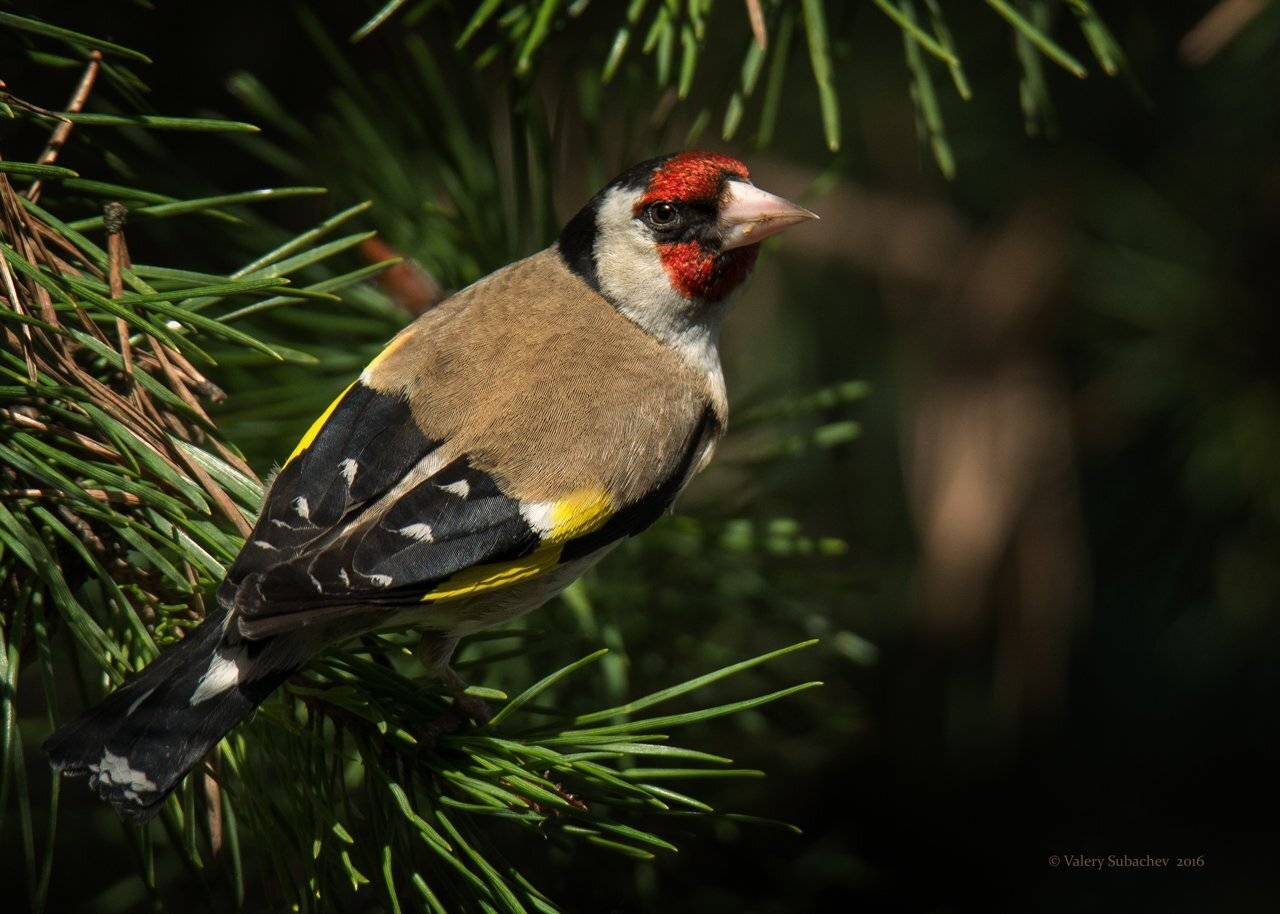 , Валерий Субачев