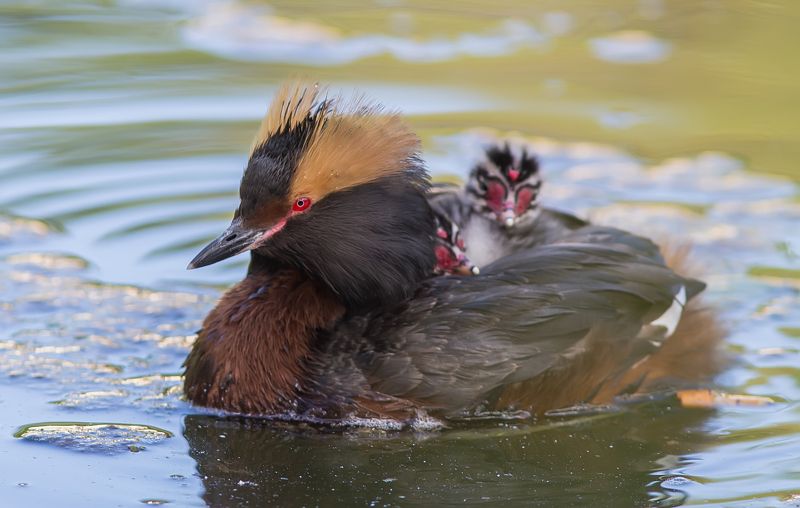 Поганка, красношейная, птицы Чудесные поганки. фото превью