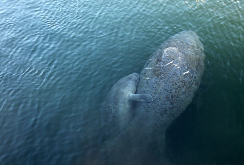 Ламантины, Флорида Мама с малышом фото превью