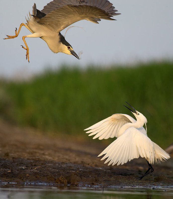 нощна чапла, бяла чапла, heron, night heron, egret, borislav, borislav hristov, pentax, Bulgaria, bhristov, bird, birds, wild, wildlife, animal, lake, sun, sunset, water, fight, jump, action  фото превью