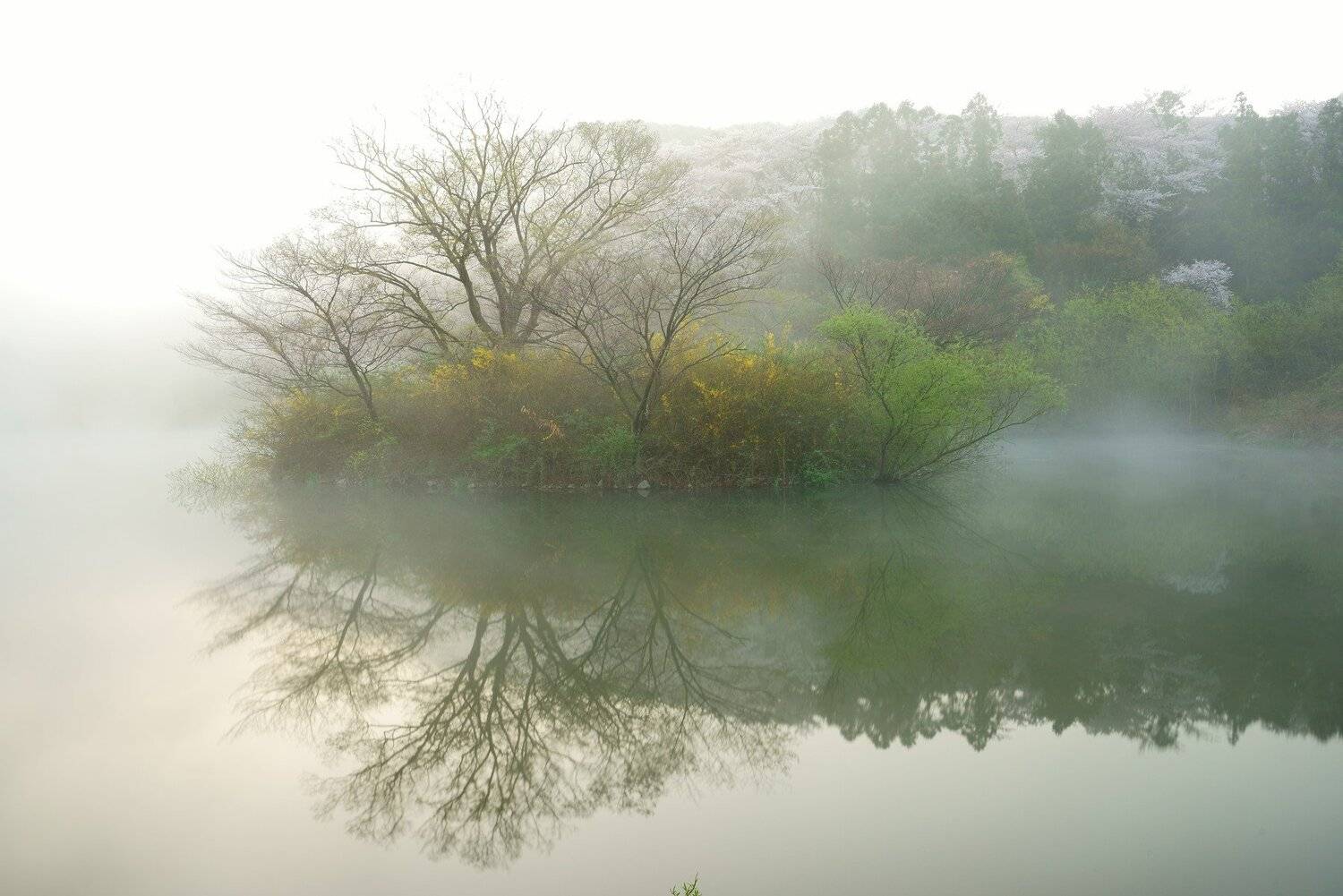 korea, asia, spring time, morning, fog, cherry blossom, forsythia, flower, reservoir, reflection, mountain, island, cherry blossom, Shin