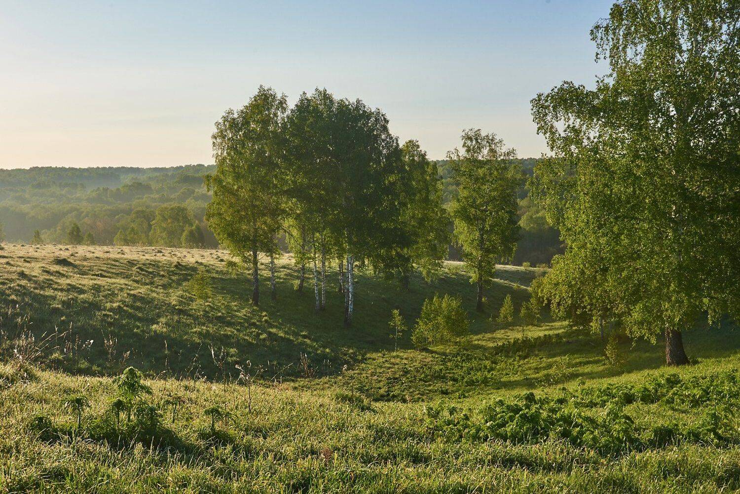 утро, рассвет, роса, берёзы, Сергей Романчук