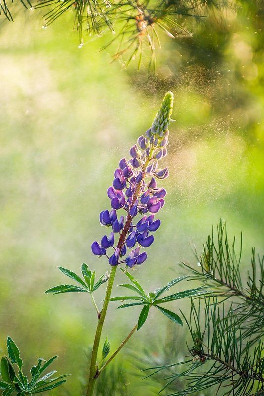 Люпин фото превью