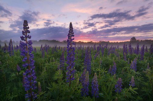 Люпиновый вечер