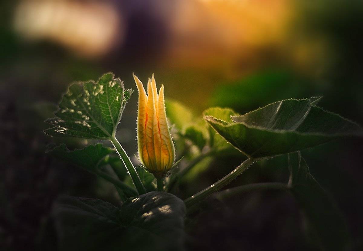 Закат, Лето, Макросъемка, Тыква, Чернякова Анна