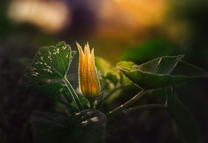 * фото превью