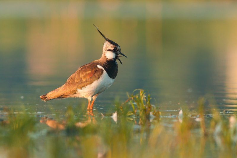 Lapwing (Vanellus vanellus) фото превью