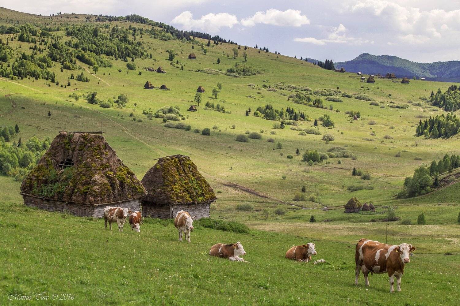 land,nature,animals.freedom,house,old, Marius Turc