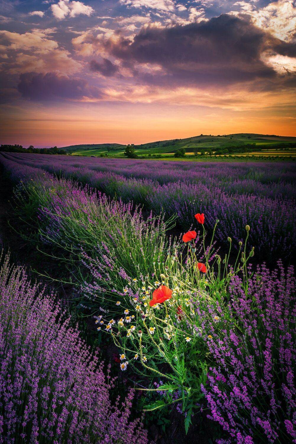 sunset, lavender, flowers, poppy,clouds, landscape,field, Jeni Madjarova