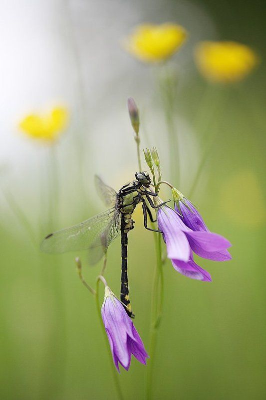 Июнь фото превью