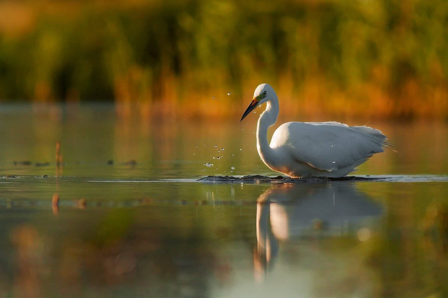 , Łukasz Sok&oacute;ł