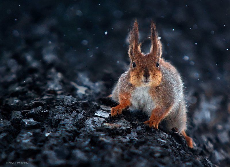 Белка, Зима, Снег *** фото превью