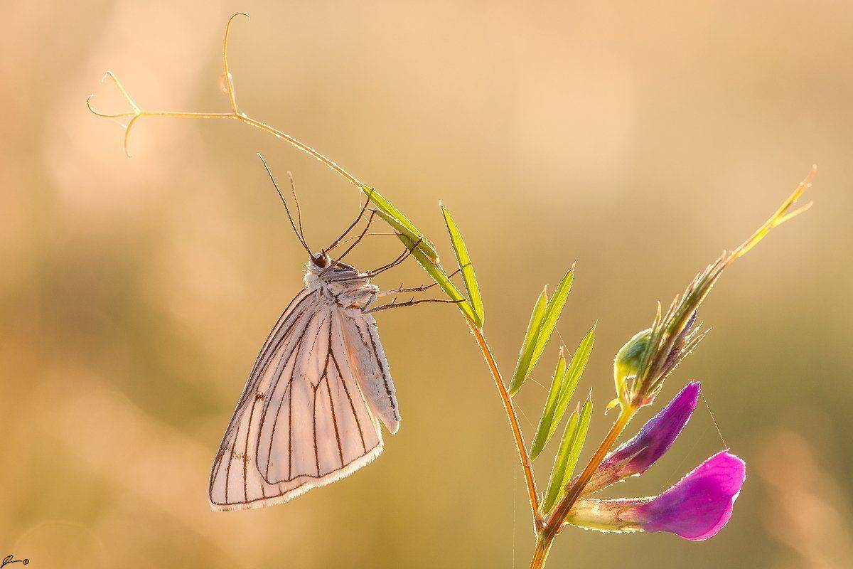 Bokeh, Butterfly, Insect, Macro, Makro, Nature, Wildlife, Mariusz Oparski