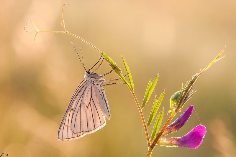 Bokeh, Butterfly, Insect, Macro, Makro, Nature, Wildlife Siona lineata фото превью
