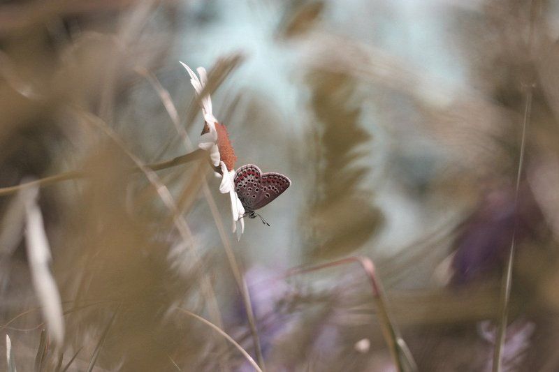 Июнь, голубянка *** фото превью